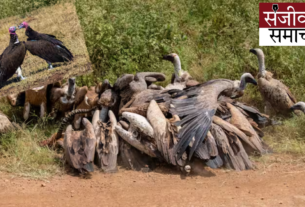 How the entire existence of vultures ended, know the story of this destruction