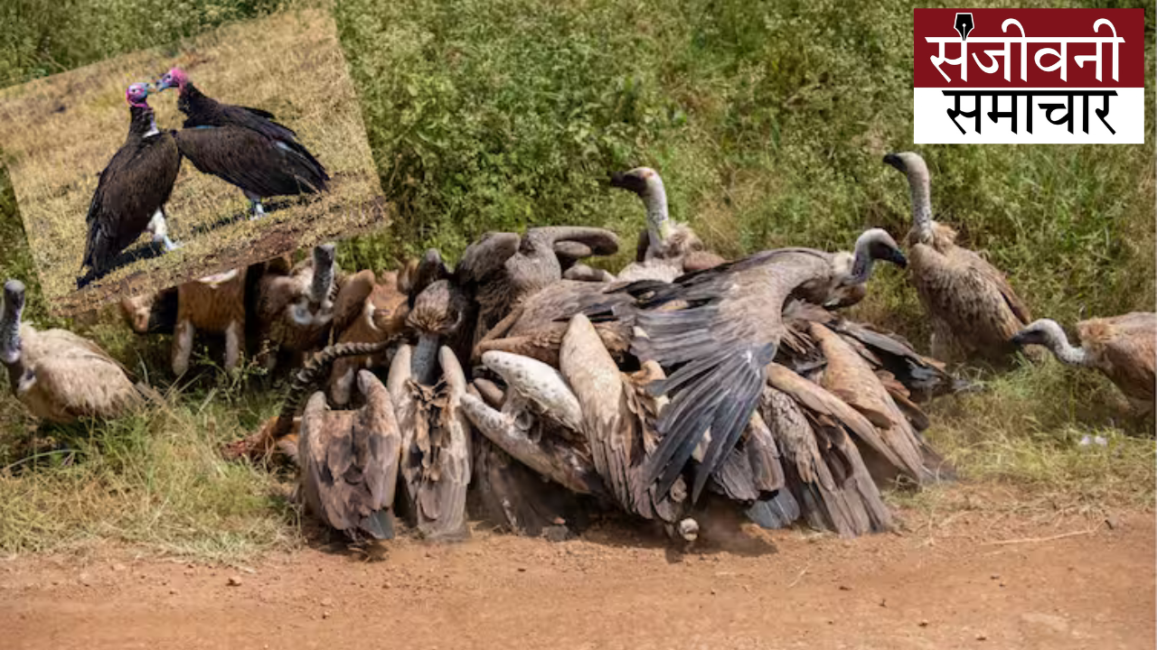 How the entire existence of vultures ended, know the story of this destruction